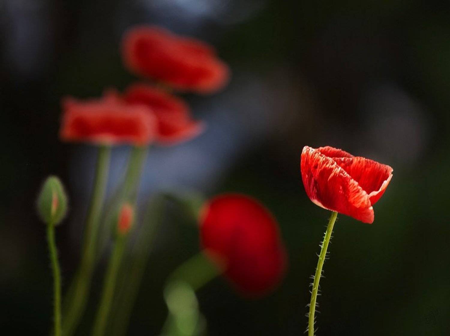 мак, Виктор Бут