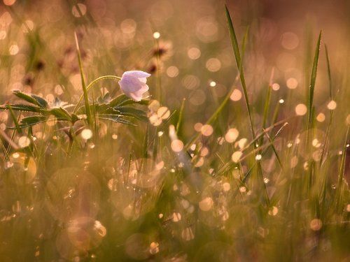 Солнечные ванны