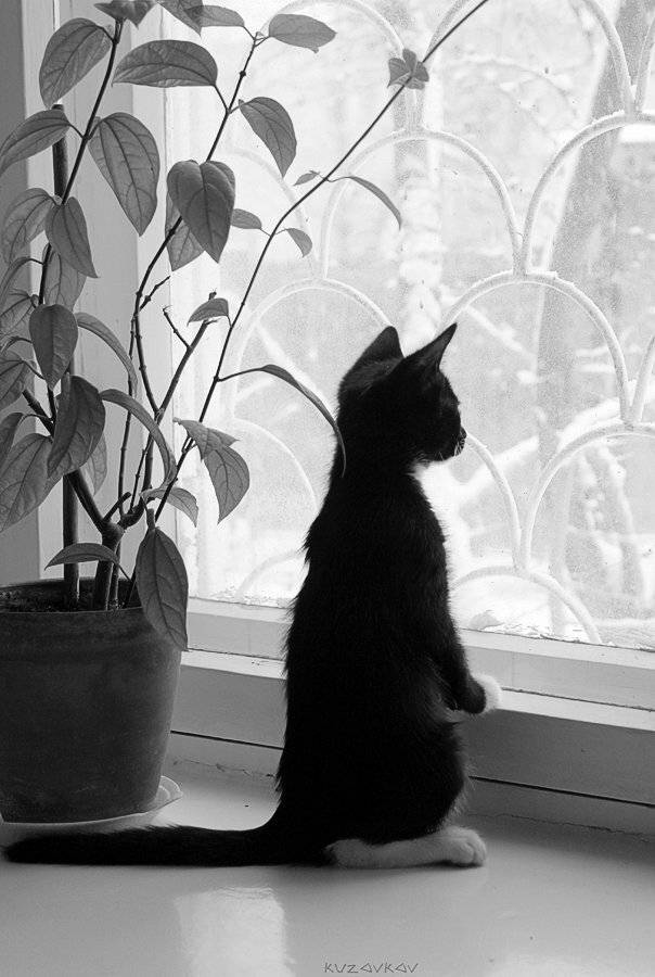 , Александр Кузовков