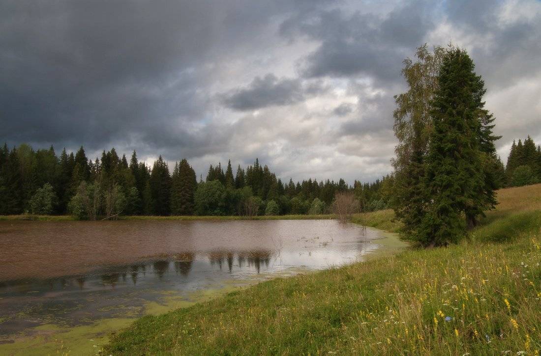 озеро, трава, цветы, деревья, лес, облака, тучи, лето, Георгий Машковцев