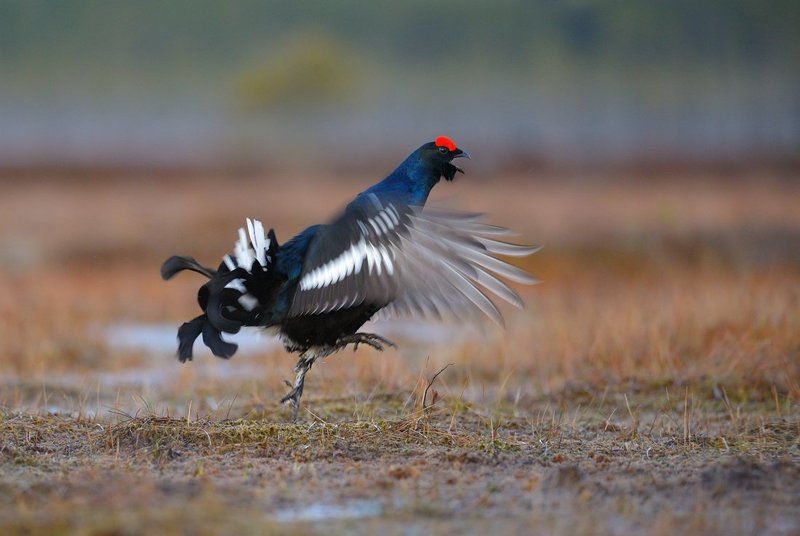азарт фото превью