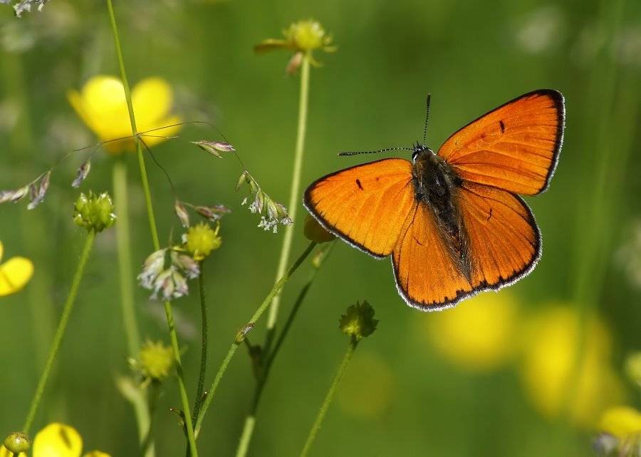 червонец, непарный, Cheplenko Aleksey