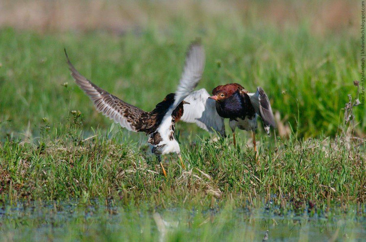 турухтан, Артем Халандач