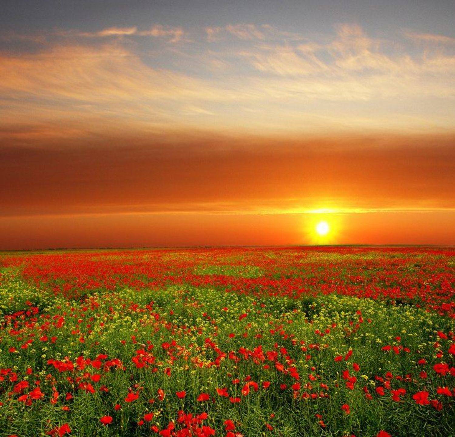 , Senna Ayd-Photographer