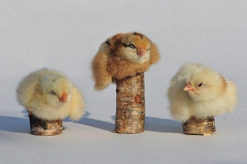 Сон