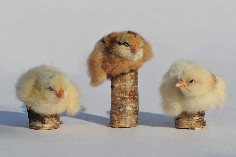 цыплята Сон фото превью