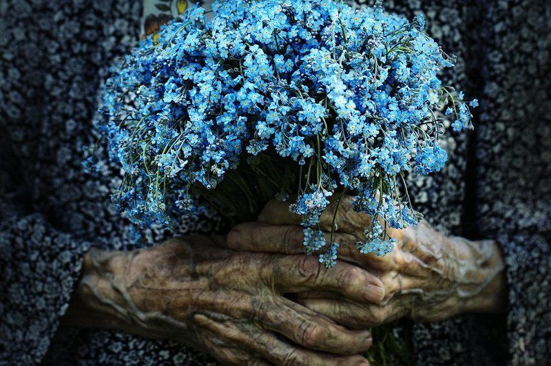незабудки Forget-me-nots фото превью