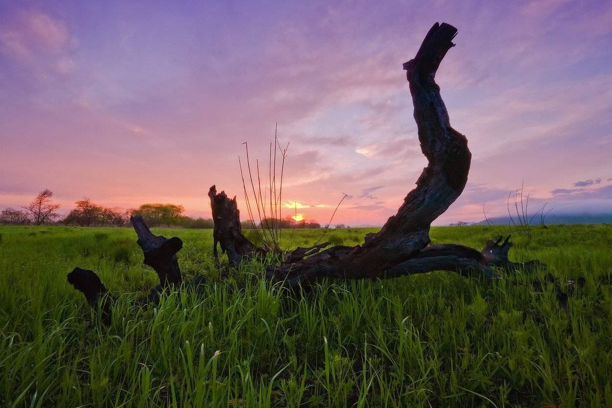пень, весна, вечер, трава, небо, закат, Андрей Кровлин