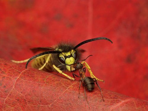 Macro Photography