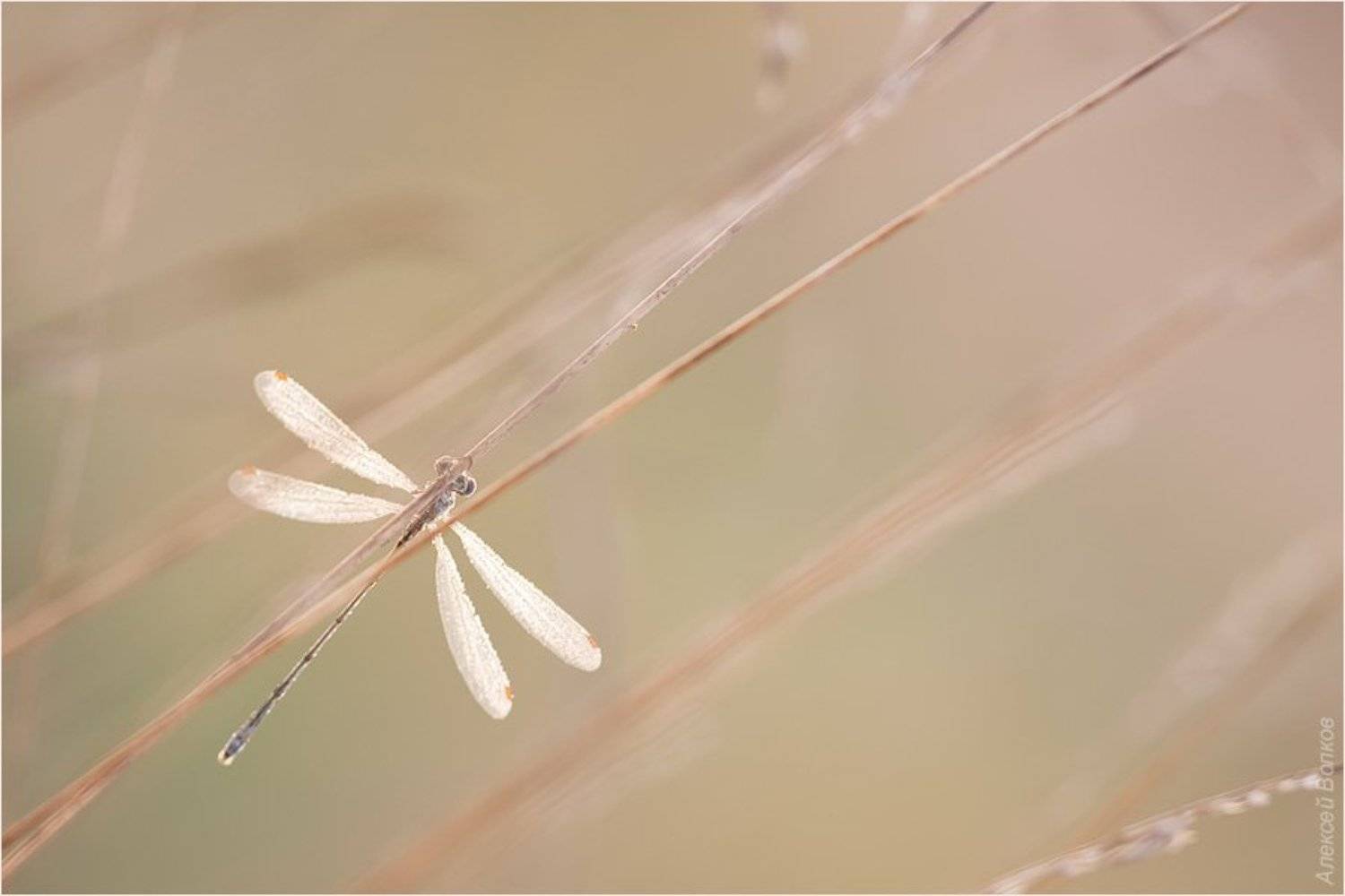 стрекоза, утро, луг, Алексей Волков
