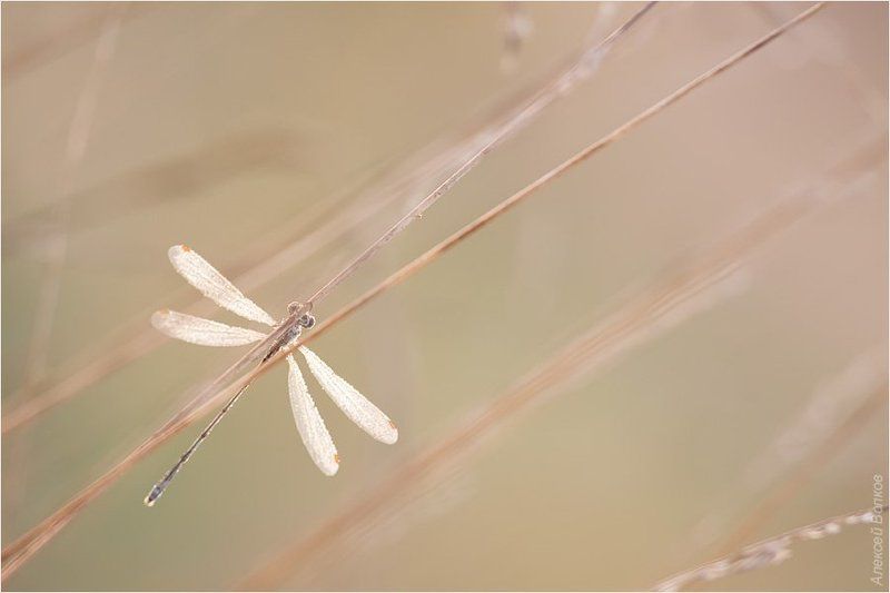 стрекоза, утро, луг Карамельное утро фото превью