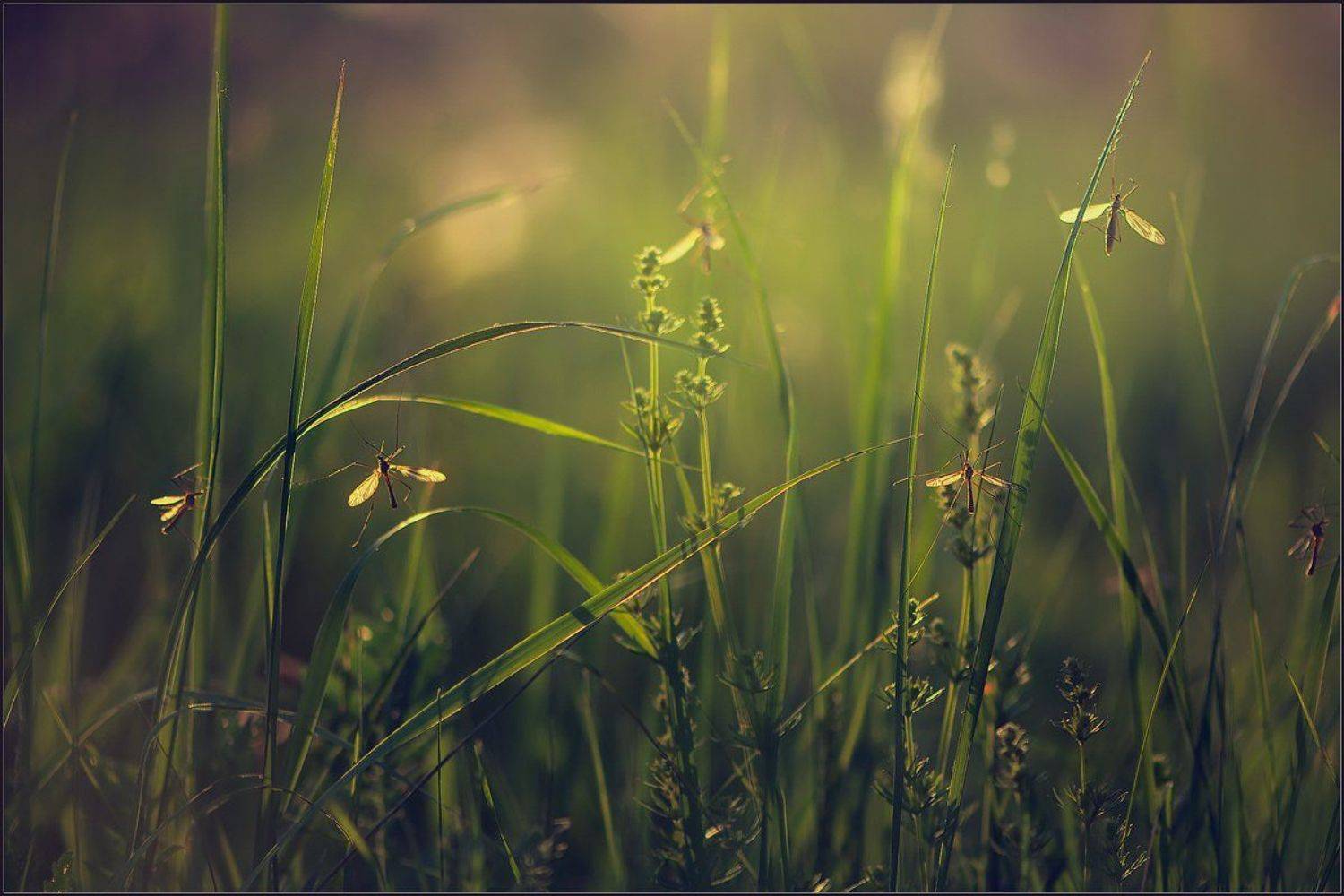 весна,вечер,природа,, Евгений Кирилкин.