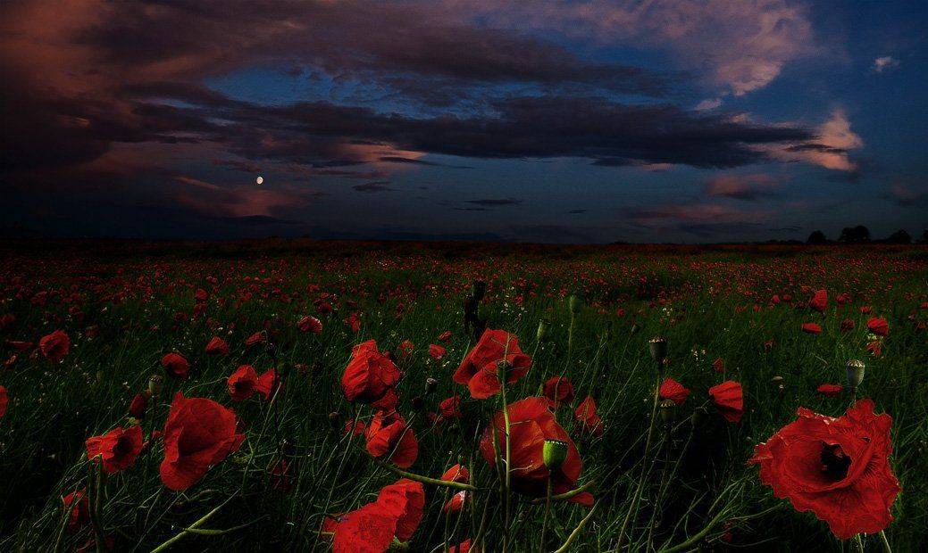 , Сергей Пархоменко