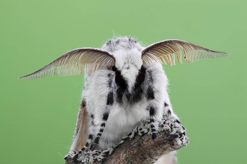 ночная, бабочка, гарпия, Сергей Таланов