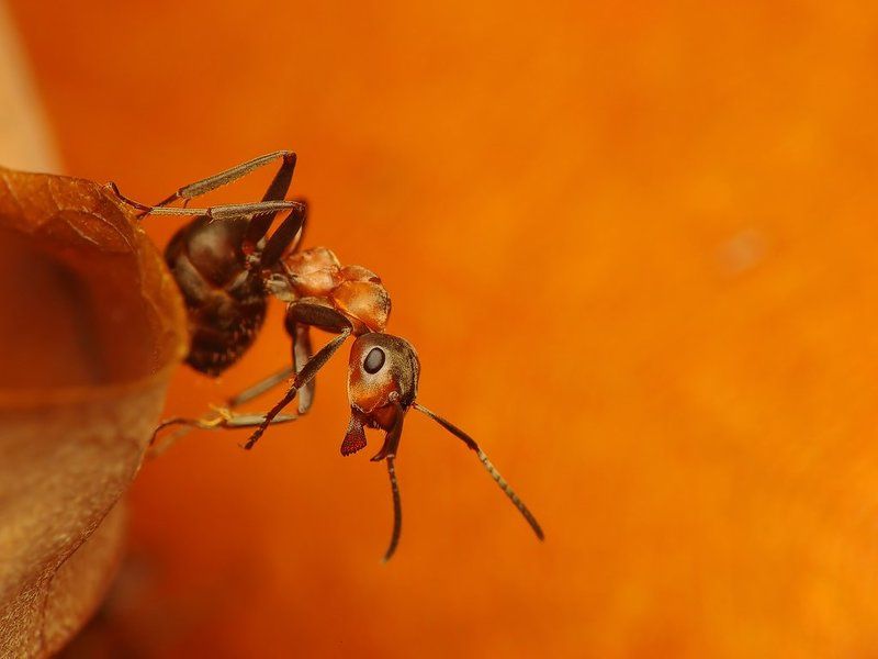 macro, insects, ants Commando фото превью
