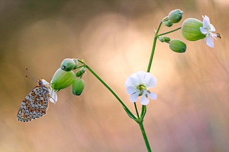 lepidoptera Melitaea phoebe фото превью