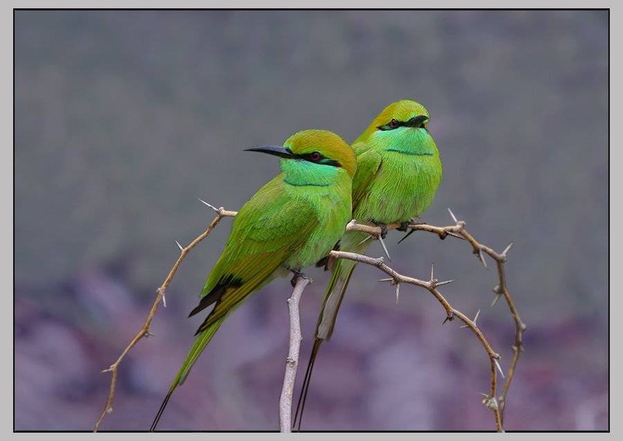 малая зеленая щурка, merops orientalis orientalis,  индия, гуджарат, Sergey Volkov
