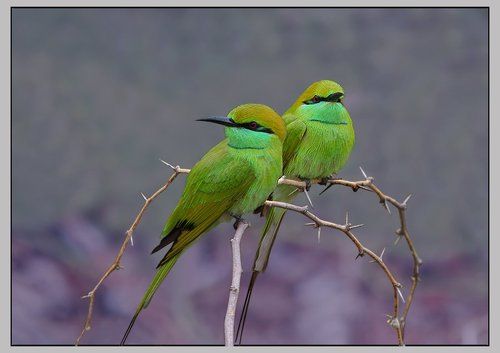 Шерочка с машерочкой