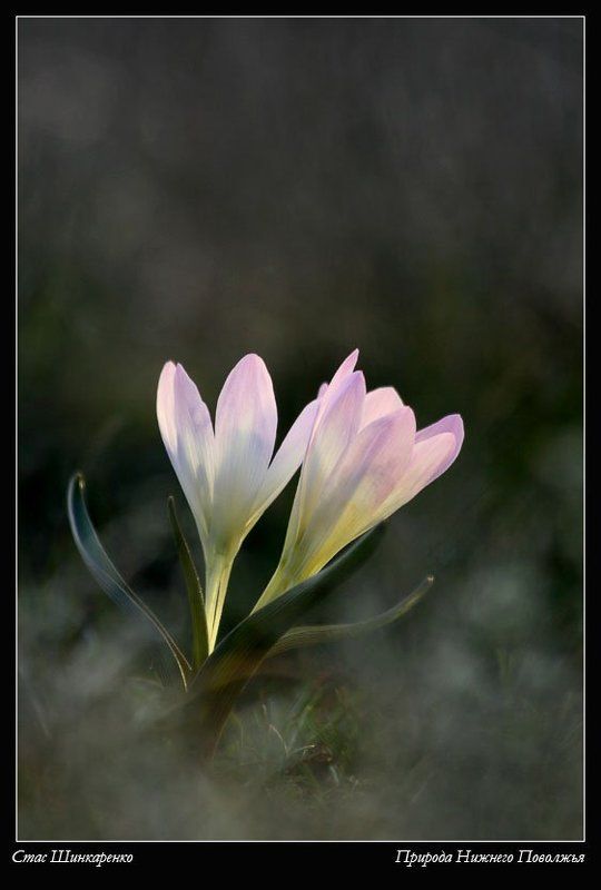 Разноцветные брандушки фото превью