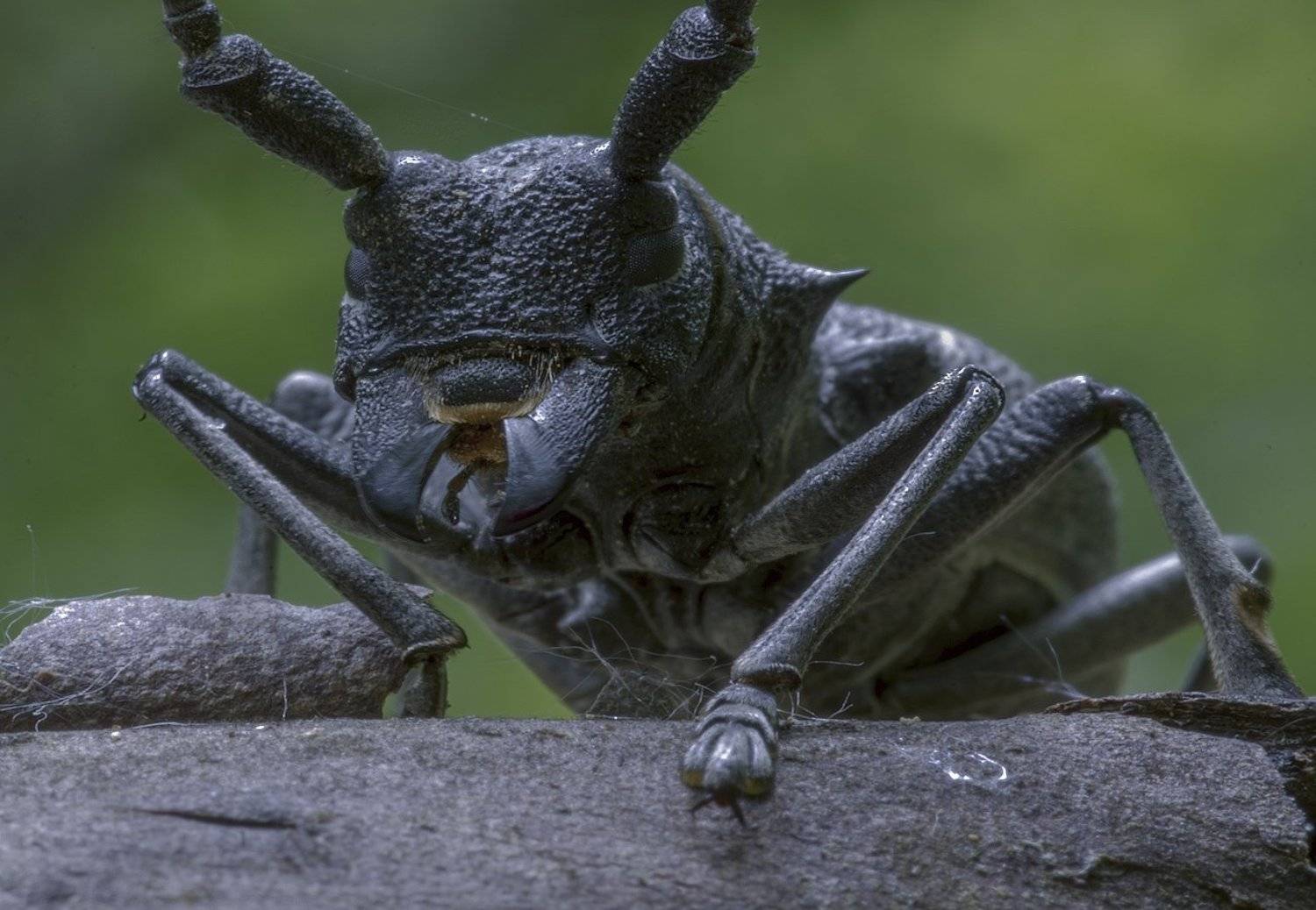 весна, лес, жук, усач, ФЁДОР