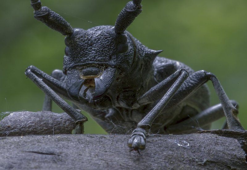 весна, лес, жук, усач ЖУК УСАЧ ИЗ ПЛЕМЕНИ \