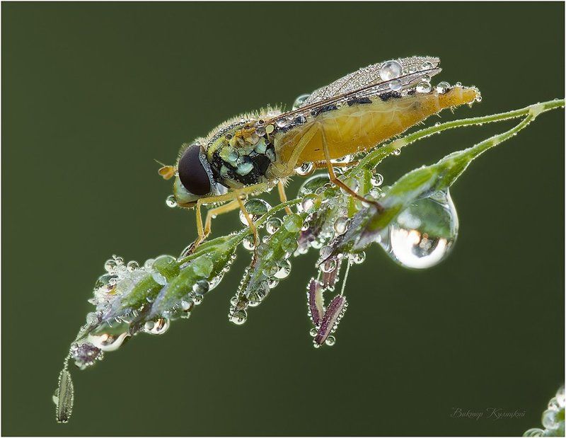 Хрустальная брошь фото превью