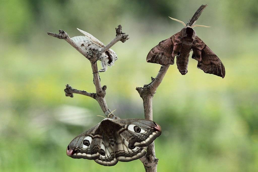 , Сергей Таланов