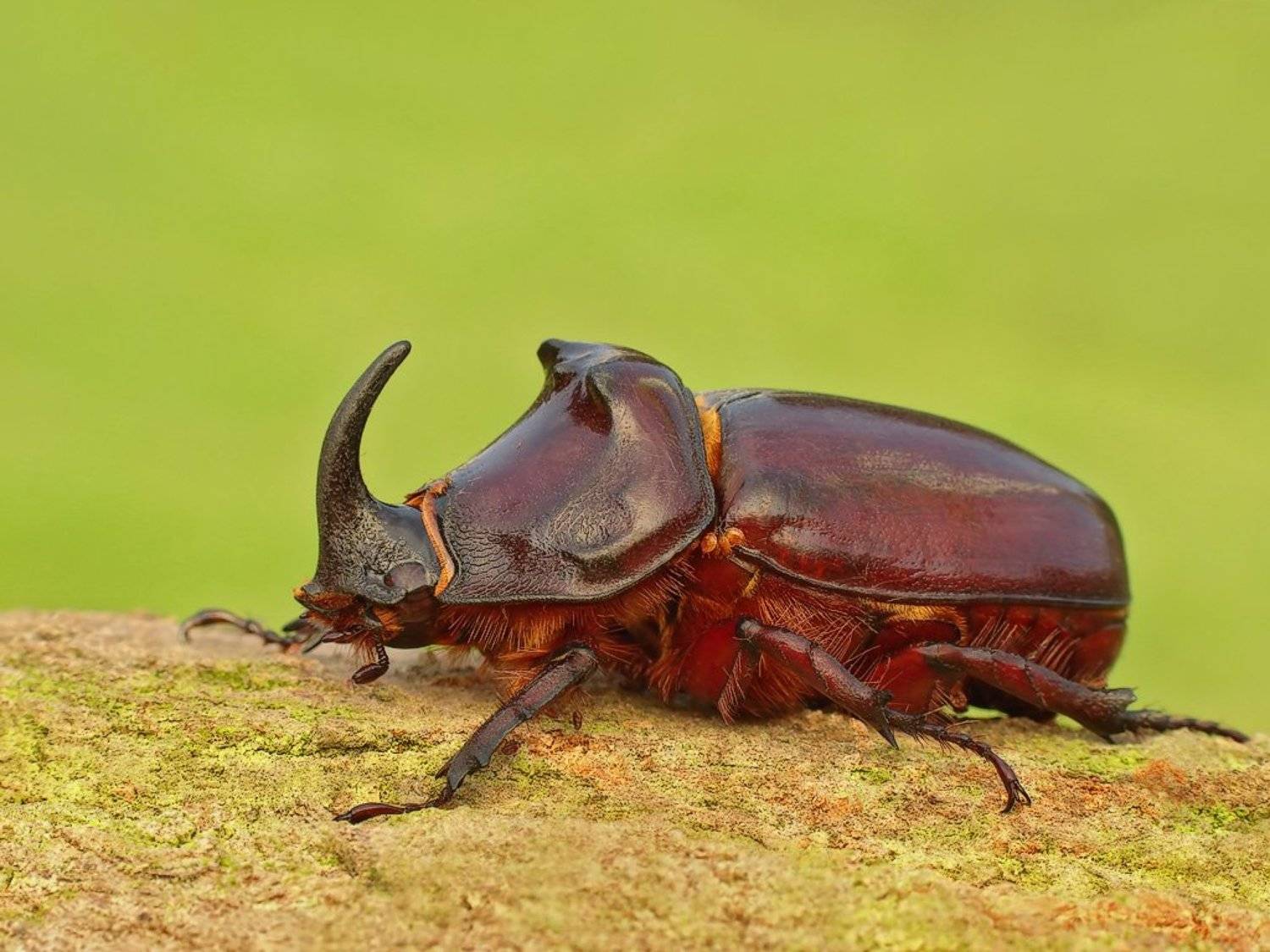 macro, insects, beetles, Pawel Bieniewski