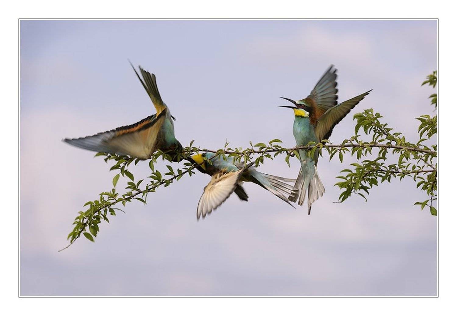 золотистые, щурки, Попов Сергей