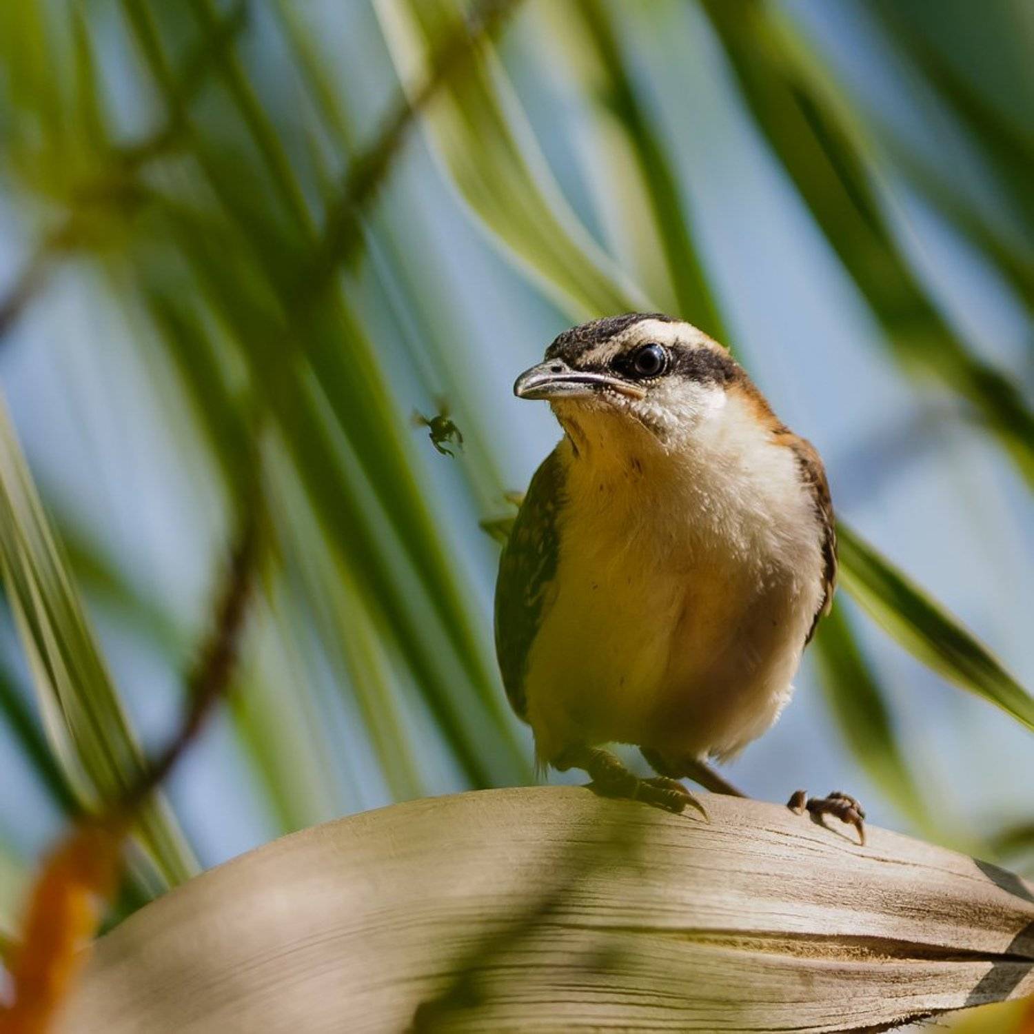 rufous-naped wren,campylorhynchus rufinucha, рыжешейный кактусовый крапивник,коста-рика,птицы, Александр Константинов