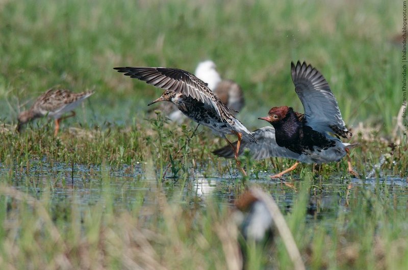 турухтан, припять, полесье Самцы фото превью