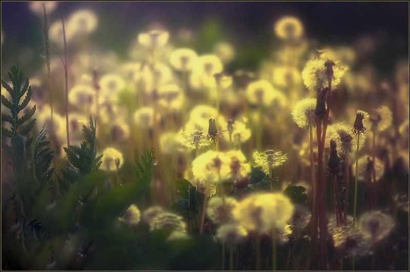 Одуванчики. фото превью