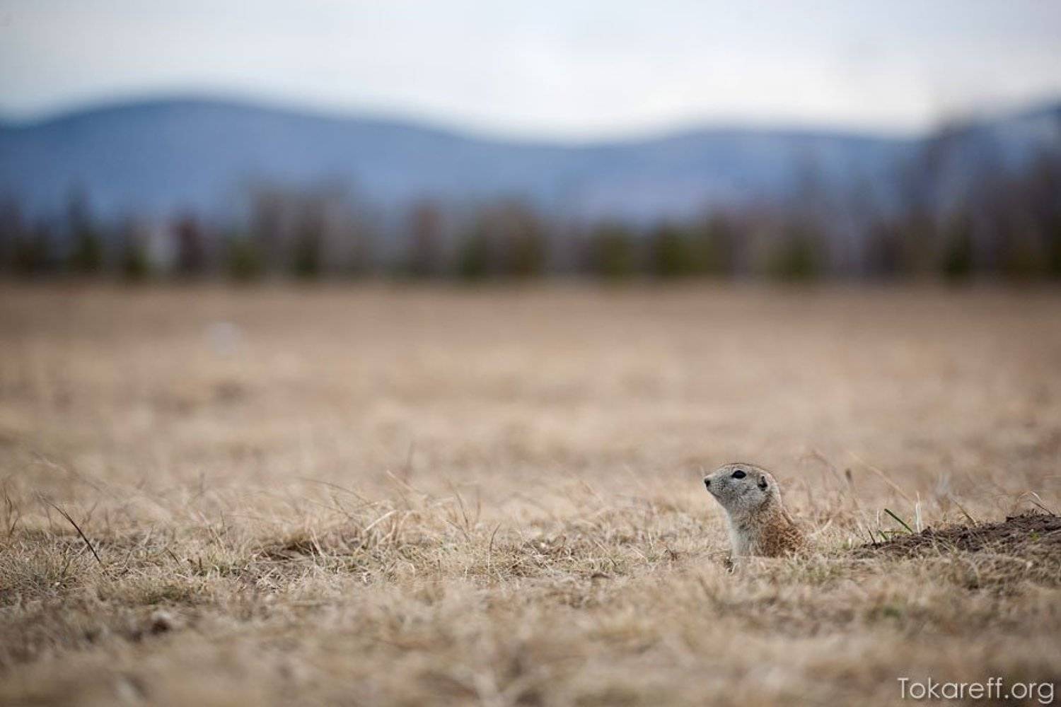 суслик,, Сергей