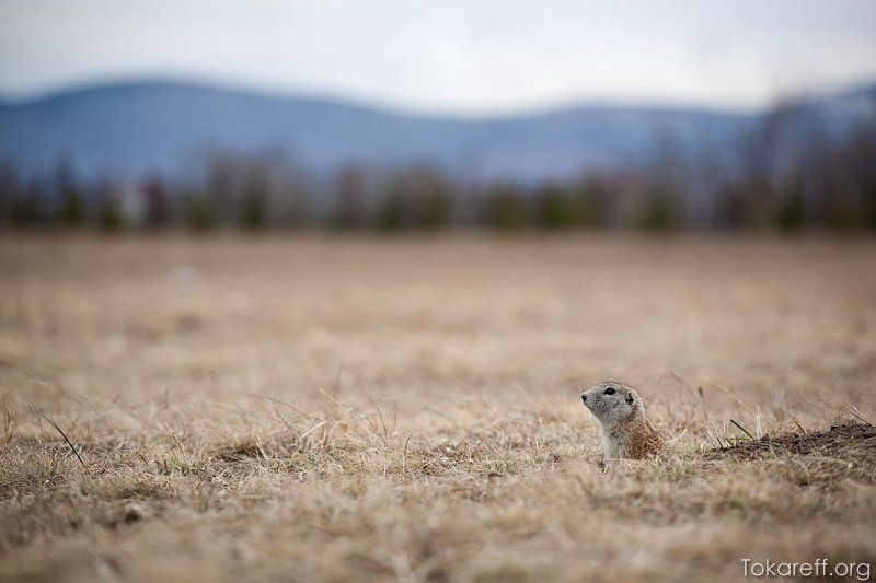 суслик, Суслик фото превью