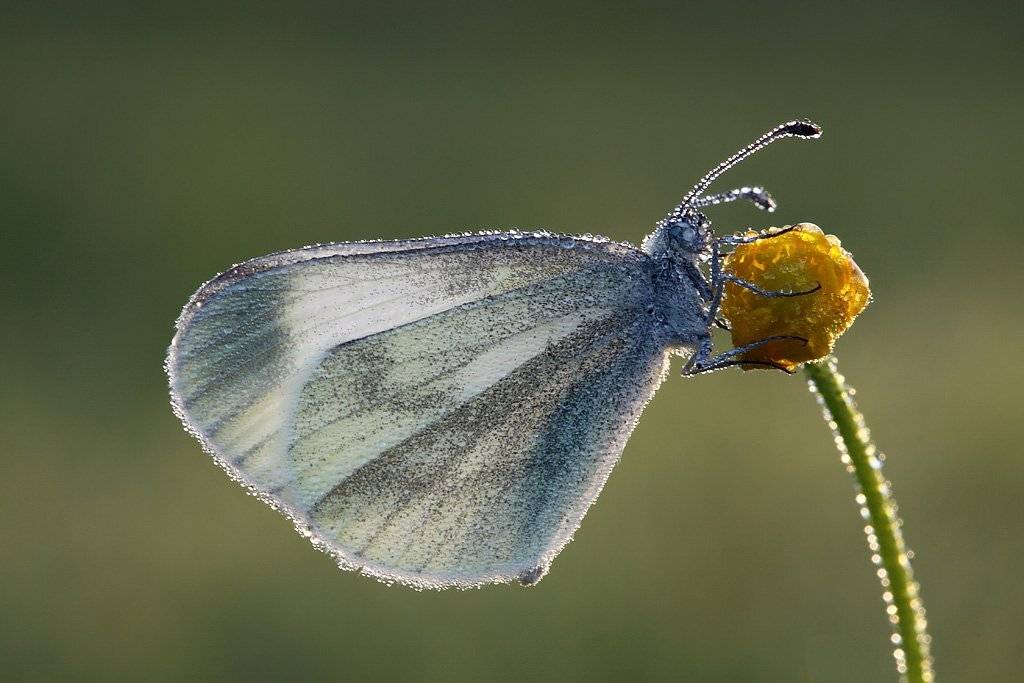 , Сергей Таланов