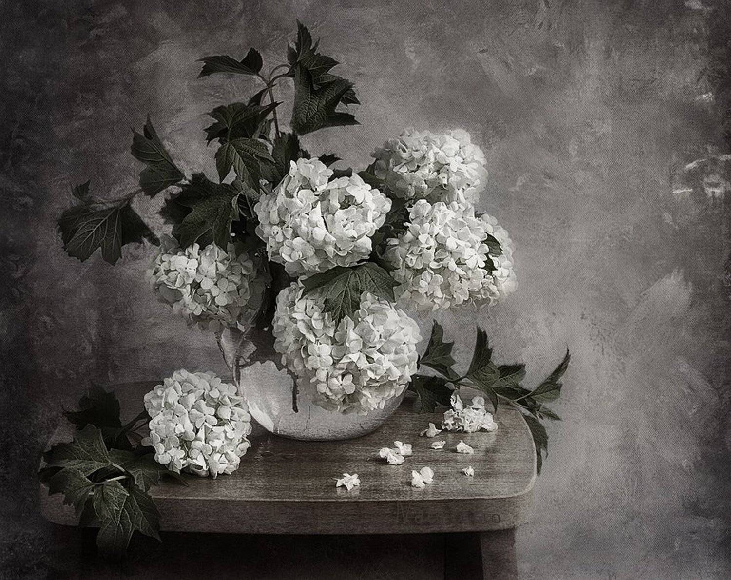 калина-бульденеж, , boule, de, neige, -, снежный, шар, Наталья Кузнецова (Nateletro)