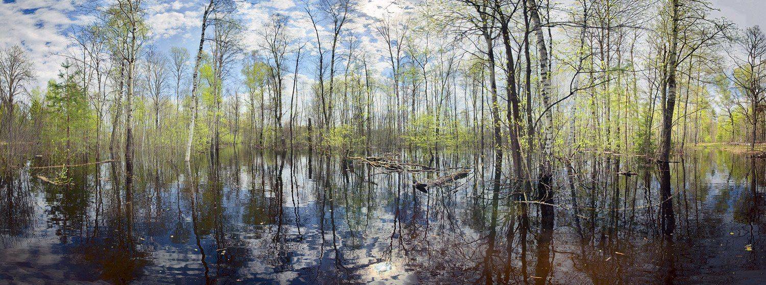 мещера, рязанская, область, леса, разлив, весна, Валерий Пешков