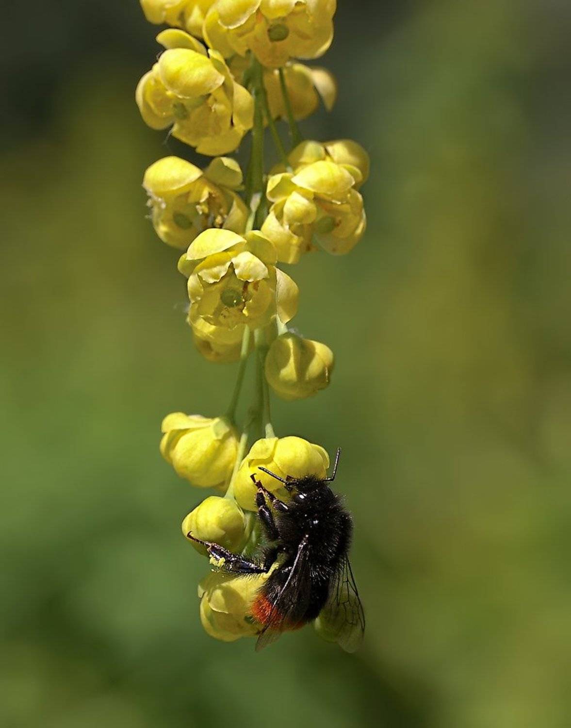, Uncle_Vova (Владимир Веснин)