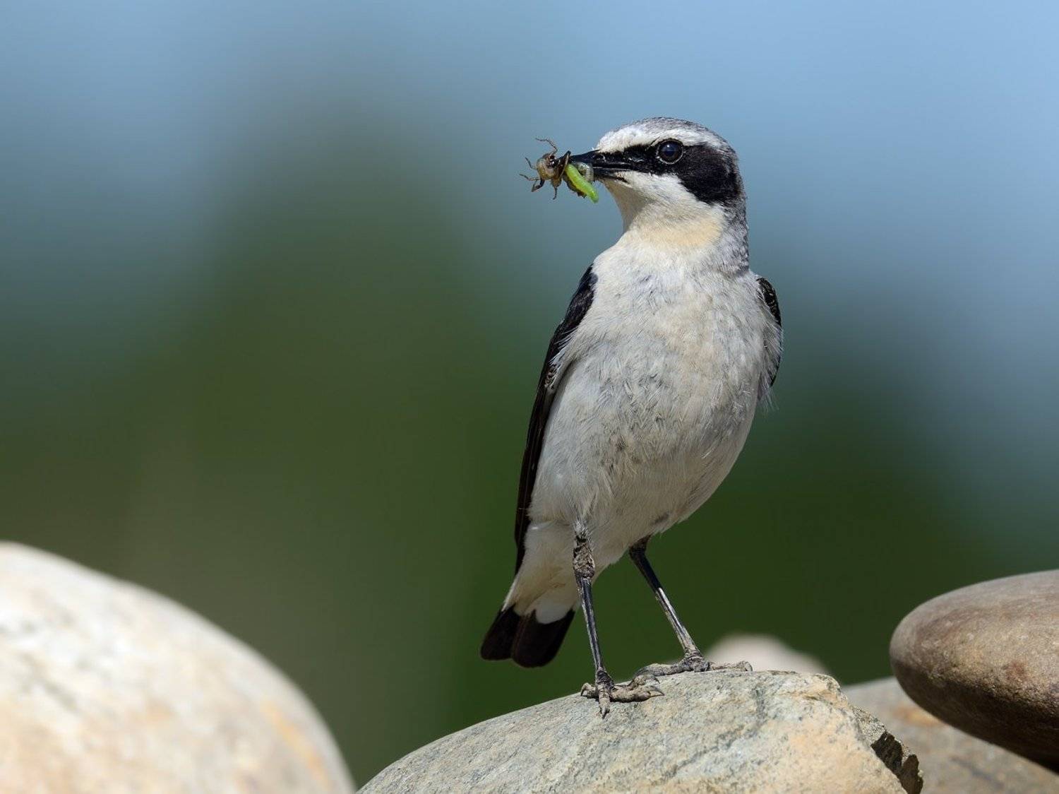 каменка, самец, Александр Малецкий