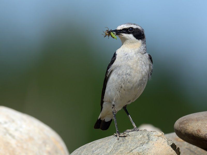 каменка, самец Заботливый отец фото превью