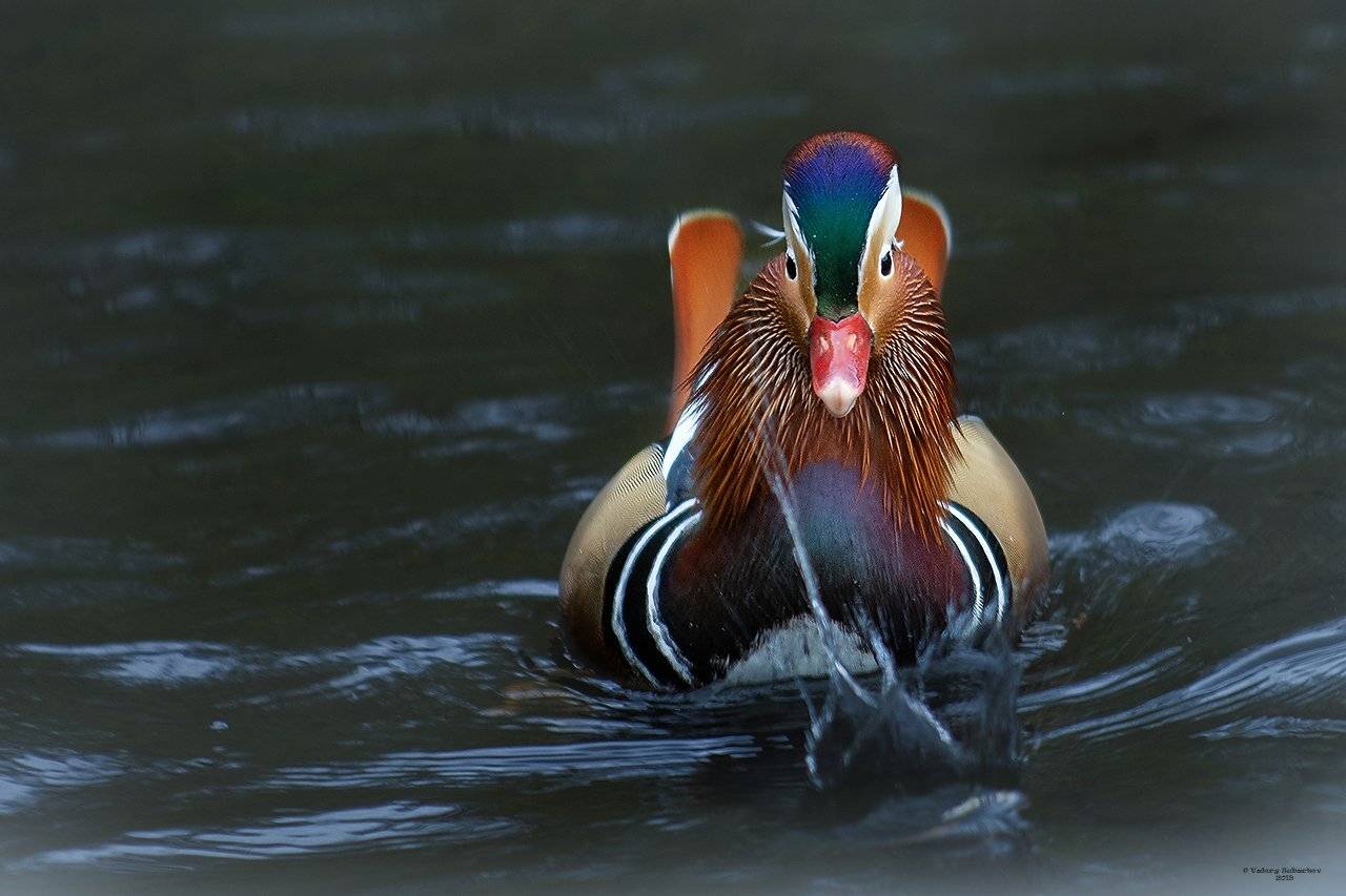 , Валерий Субачев