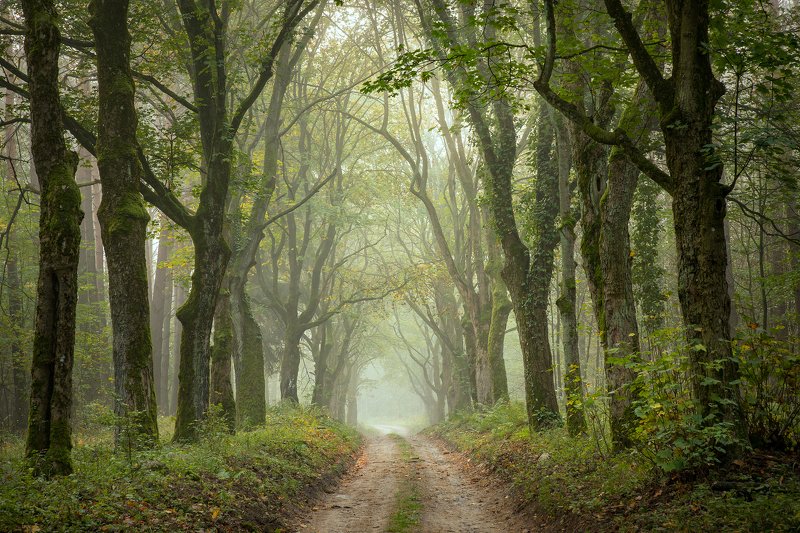 старая аллея в парке autumn fall tree trees road path magic mist forest green dranikowski park Старая аллея в парке фото превью