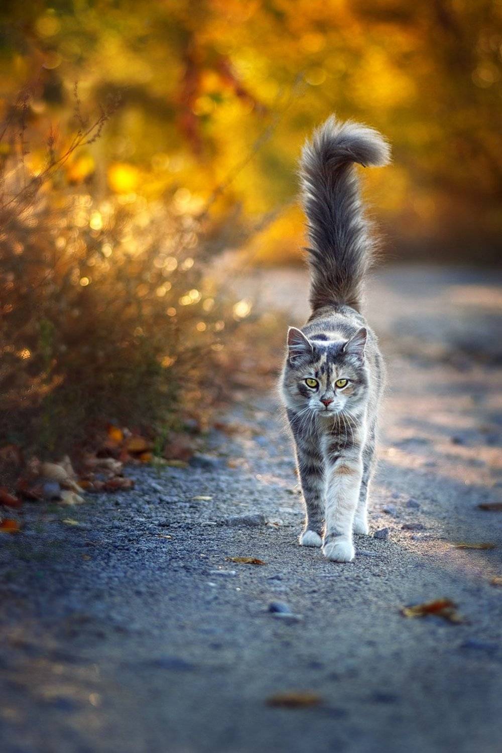 tokina 100 macro, macro lens, beautiful, красивый, moment, момент, nature, природа, animal, животное, fluffy, пушистая, cat, кошка, autumn, осень, grace, грация,, Наталья Терентьева