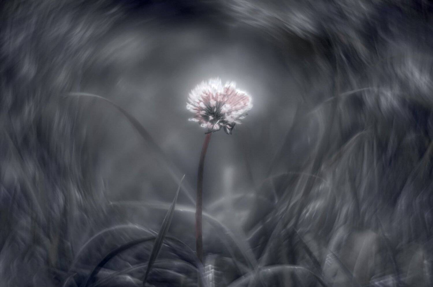 макро,природа,лето,цветы, Sixten ( Сергей )