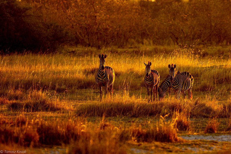 Sunset фото превью