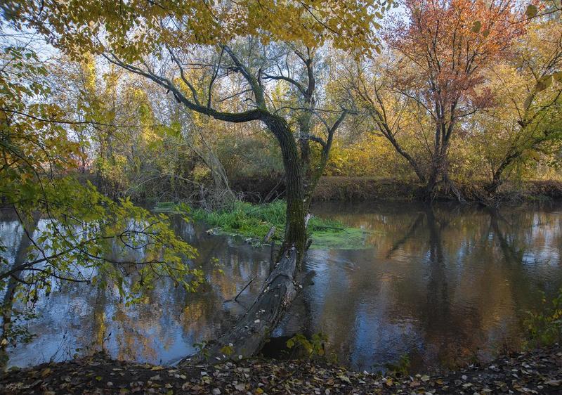 осень,утро,берег,река,лес Лесная речка ... фото превью