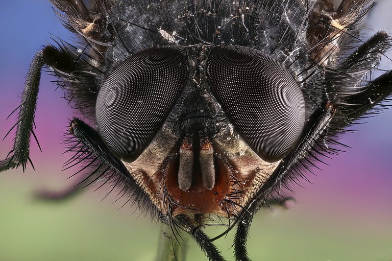 Муха фото превью