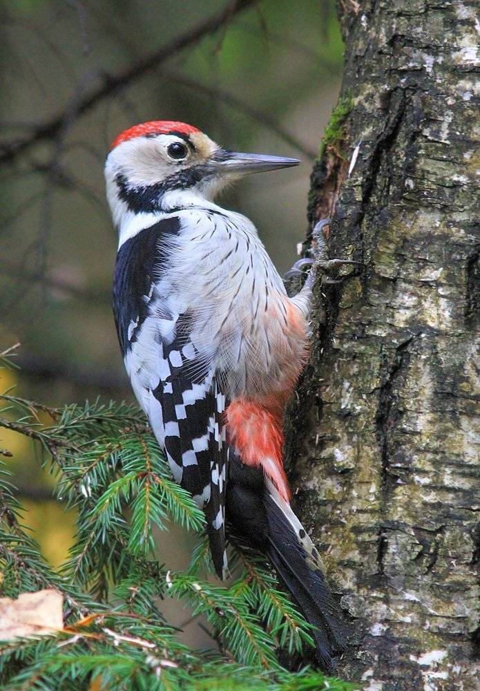 , Михаил Крюков