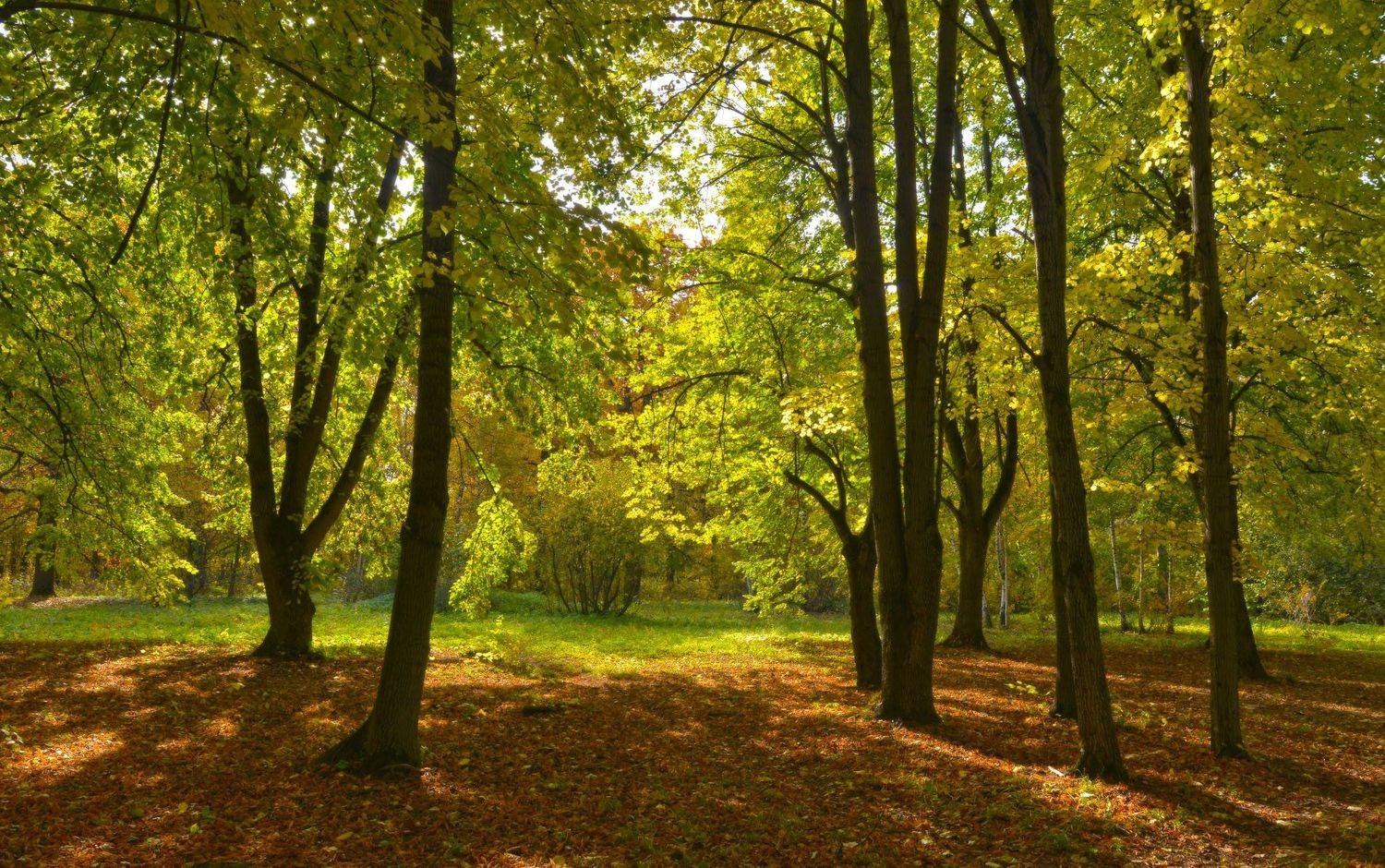 ранняя осень, ботанический сад, Сергей Седов