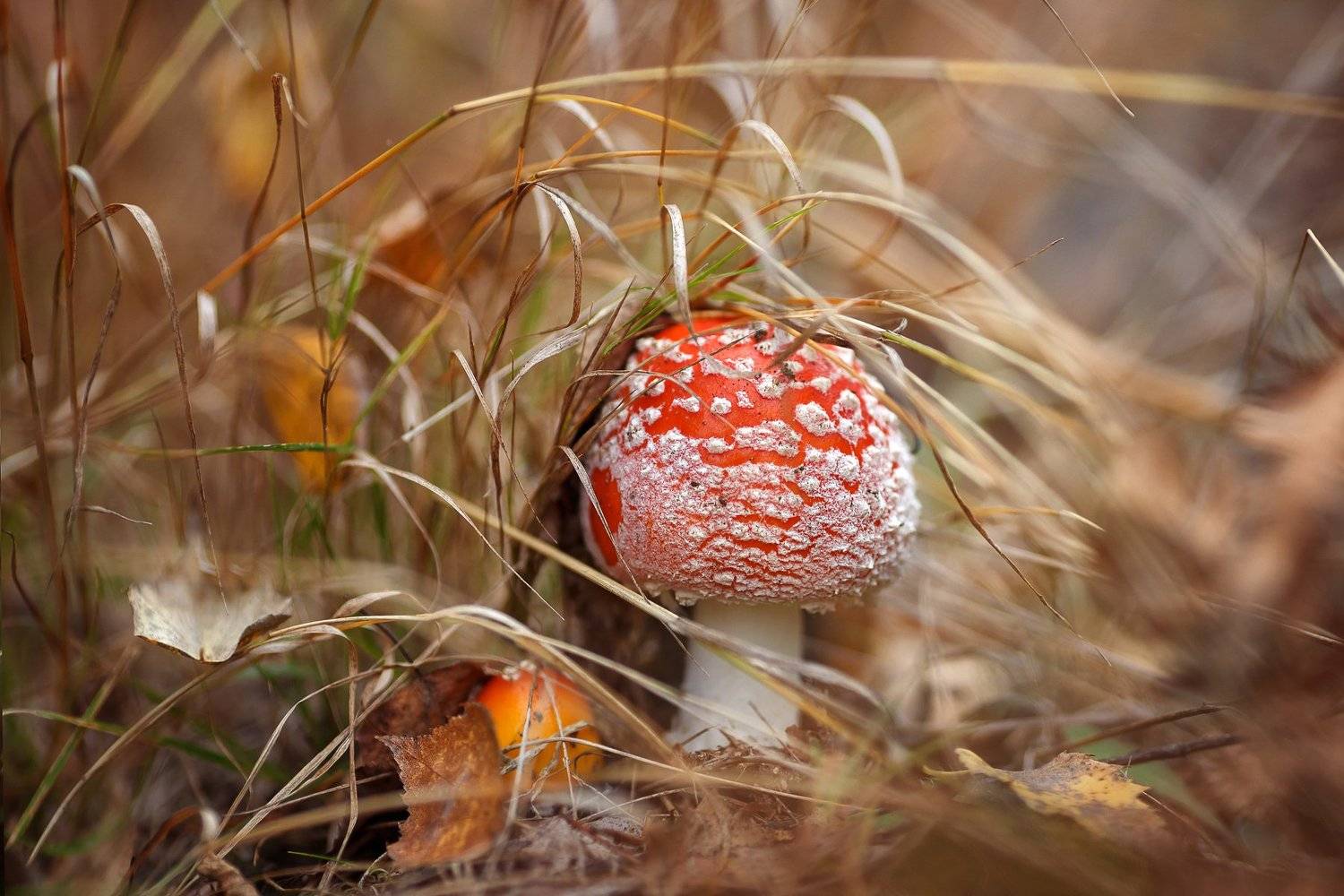 , Ирина Горюкина